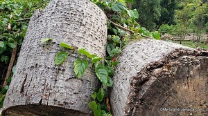 The Jamaican Cotton Tree | Its Mystique and Wonder Explored|!