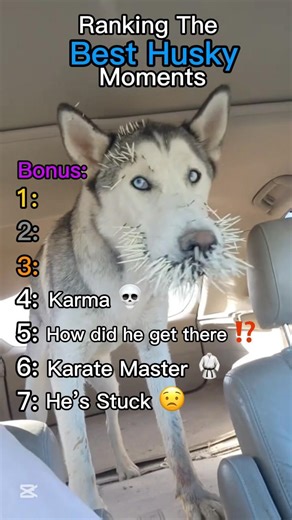 Rankng the best Husky Moments! #dog #husky #pets #animals #shorts #viral #fyp #funny