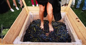 Traditional wine crushing. Female feet crushing ripe grapes in a bucket after harvesting grapes. Wine production Stock Video