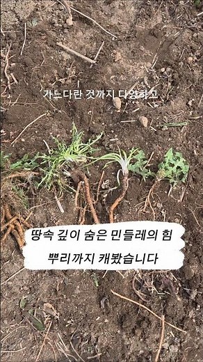 땅속 깊이 숨은 민들레의 힘, 뿌리까지 캐봤습니다. #민들레 #민들레뿌리 #민들레효능 #민들레잎차 #봄나물