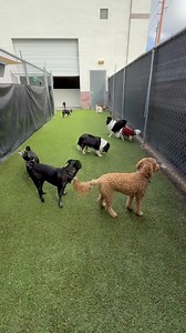 #everydoggiehasitsdaycare #doggiedaycare #happyvalentinesday #outsidetime #smalldogs #dogboarding #dogbuddies #siblings | Every Doggie Has Its DayCare