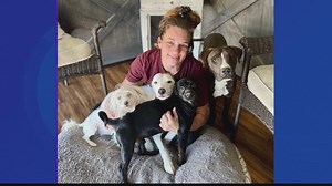 Stolen dogs from Chandler found abandoned