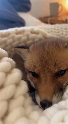Sleepy Fox Pup Boop