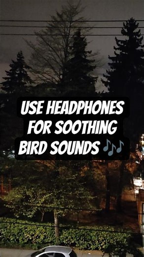 Wake up to bird chirping sound #MorningBirds #BirdSounds #NatureRelaxation