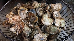 Bacteria found in raw shellfish linked to 2 Connecticut deaths also blamed for New York death