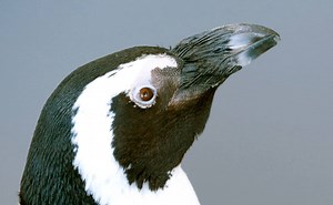 Lilly at The Maryland Zoo in Baltimore is a plucky little African penguin, who are colloquially known by a less polite name for the brash sounds they make. Unfortunately, penguins like Lilly are losing their food sources to commercial fishing. | Great Big Story