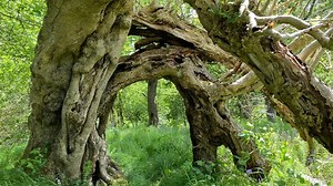 Ancient oaks and a mystical ‘portal’ rowan on shortlist for UK Tree of the Year