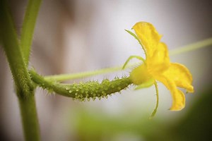 How to Increase Female Flowers in Cucumber Plant: The Unique Ways to Follow