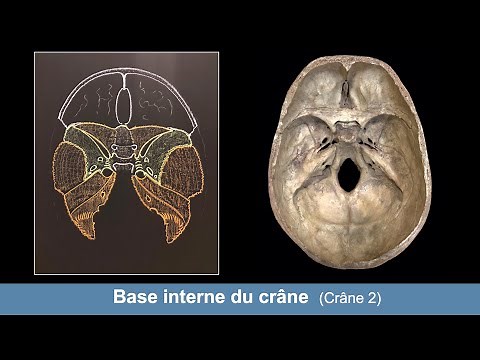 Anatomie de la base interne du crâne (Ostéologie du crâne 2)