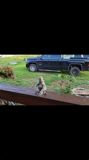 😆 🤣 so to back up Griffi The Dancing Cockatoo rendition of Michael Jackson here is her rendition of "Weird Al" Yankovic "Just Eat It" | Griffi The Dancing Cockatoo