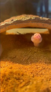 Cutest Ball Python Yawn!!!