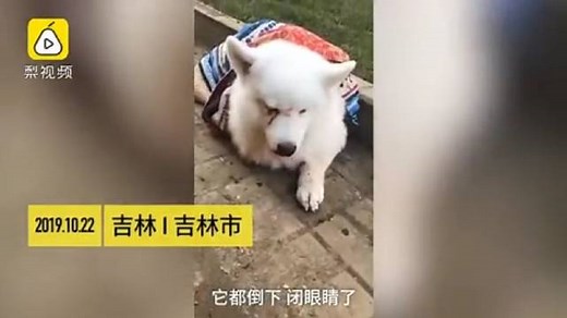 后续！吉林市突发虐狗事件，太残忍了