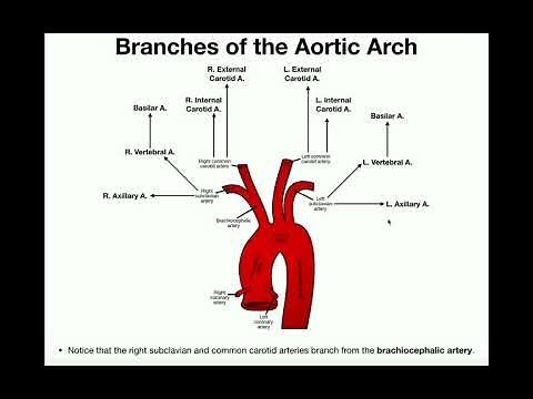 Anatomy | Branches of the Aortic Arch