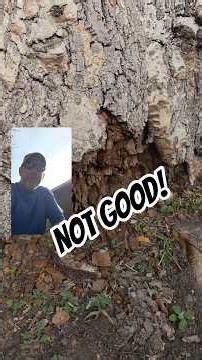 This ash tree is a hazard | some trees can't be saved