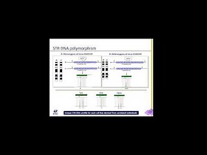 Do You Trust Your Cells? STR Profiling for Human Cell Line Authentication Webinar