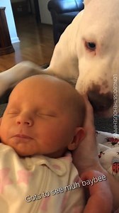 Our Dogs Don't Trust Us With Our Newborn 🤣🐕👶🏼 | Dogs and Other Unsolicited Advice - L O N G bois and the House Hippos