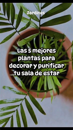 Elegir las plantas correctas transforma por completo tu espacio. 🌱✨ Si quieres una sala viva y acogedora, estas plantas son ideales para ti: potos, sansevieria, ficus robusta, zamioculca, helecho de boston. Son muy decorativas y se adaptan bien a interiores. 👉Si quieres saber mas y paso a paso, te dejo una guía básica en el link de mi perfil. #decoracion #decoraciones #decoraciondeinteriores #decoracioninteriores #decoraciónconplantas #decoracionconplantas #decoracionconplantas #plantas #plant