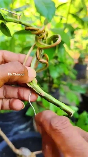 Transforming Twigs: Mastering the Program Split Trunk Method