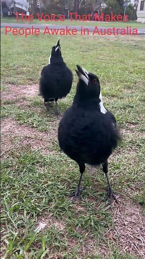 Australia Usually Wake up With This Sound