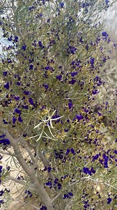 🐝🐦Bees enjoying the Anza-Borrego Desert State Park blooming Indigo! Video 4/18/2024 by Anna Whitson: Bees buzzing and birds chirping around a blooming blue/violet Indigo shrub. #anzaborregodesertstatepark #anzaborregodesert #borregosprings #anzaborrego #CAStateParks #desertblooms | Anza-Borrego Desert State Park