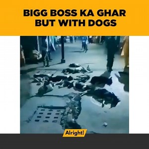 Bigg dogs | Alright