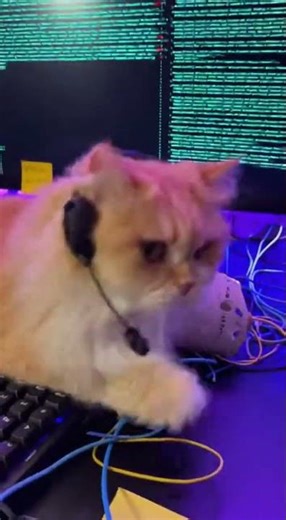 IT Support Cat Has a Full Meltdown 😂💻