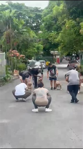 9.2K views · 429 reactions | FILIPINAS  “The American Bully is...