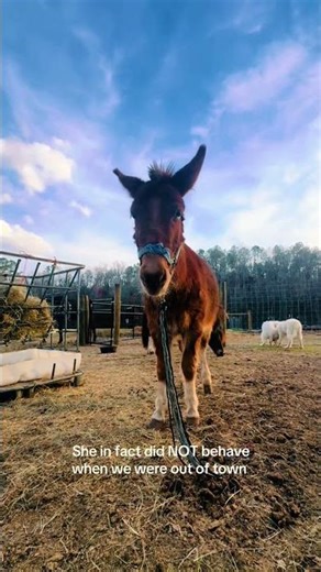 Sky, our mule, had selective memory while we were out of town