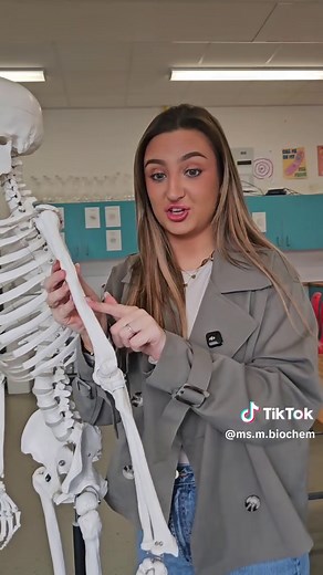 Learn the Bones of the Skeleton!