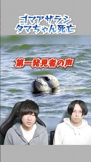 【速報！】2016年多摩川のアゴヒゲアザラシ「タマちゃん」死亡 #shorts #動物 #豆知識 #あにまる先生 #タマちゃん #アザラシ #多摩川 #多摩テック