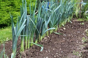 Comment repiquer les poireaux ? - Gamm vert
