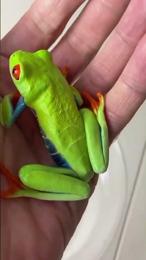 4 animais mais bonitos do planeta...