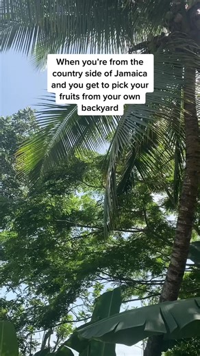 Exploring the Countryside of Jamaica: Picking Fruits in Your Own Backyard