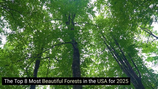 The Top 8 Most Beautiful Forests in the USA for 2025