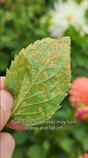 Micro Class - Rust Disease - Kings Seeds