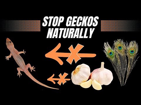 How to Get Rid of Common House Geckos (Quick Home Remedies)