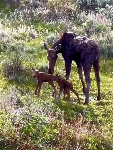 Moose Facts | Conservation Frontlines