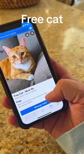 Free cat🤪🤣😅 #cats #funnyvideos #catsoftiktok
