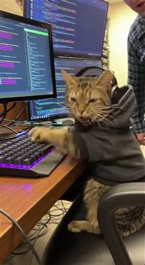 Cat IT Support LOSES IT When User Didn't Restart