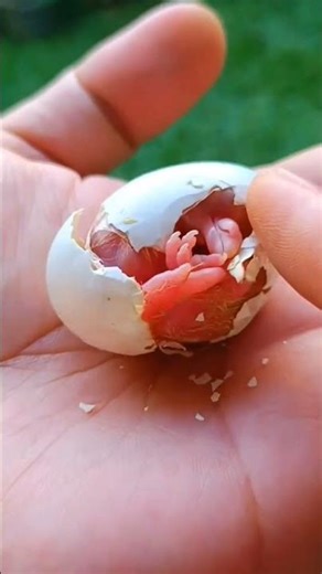 How do pigeons hatch from eggs?#pigeon #shorts