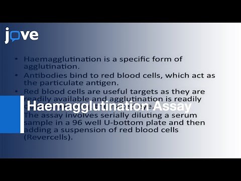 Determining Reactivity & Titre Of Serum Using Haemagglutination Assay l Protocol Preview