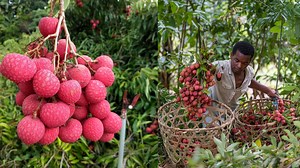 Unveiling the Secrets of Large-Scale Lychee Harvesting