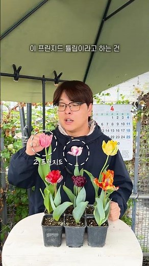 🌷 Tulips, there are more varieties than you think #garden #tulip #flowers