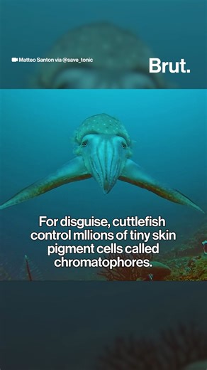 Brut on Instagram: "The cuttlefish is often believed to hypnotize its prey before feeding. However, marine biologists, such as Matteo Santon (@save_tonic), who study the visual ecology of prey-predator interactions, have found that cuttlefish perform a variety of visual displays. Not all of these displays are intended to confuse or mesmerize their prey. The control over their millions of skin pigments - or chromatophores - allow the cephalopods to disguise themselves among other behaviors that r