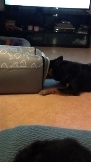 Vous voulez un second film avec maya ? Ben voilà 🤣🤣 | Les aventures de MODJO