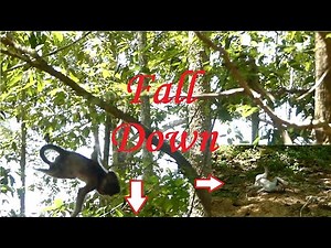 OMG! Baby Ale Fall Down From The Tree Again Nearly Pass Away. Why Elsa Drop Baby Down Like This?