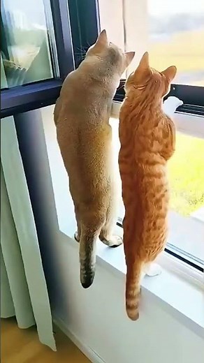 😂🐱 Ces Chats Sont Toujours Drôles !😹🐾#chatdrole