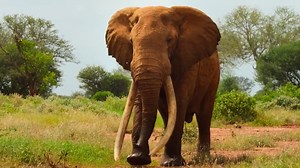 338K views · 10K reactions | Part 248 || Animals Life Story | Animals Life | Facebook