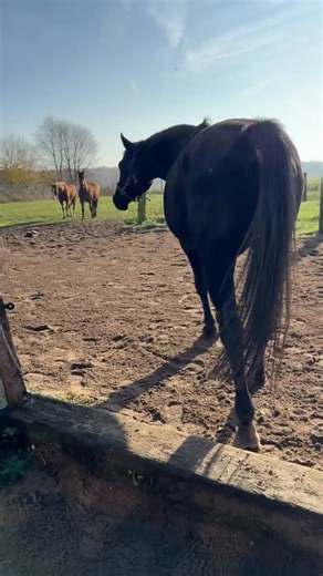 Knappe 18 Minuten Intuition Pferd live 💛 Herdenzusammenführung Teil 1, 10. November 2025 | Intuition Pferd Bettina Bunne