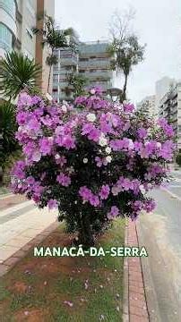 Manacá-da-Serra | Florada Encantadora